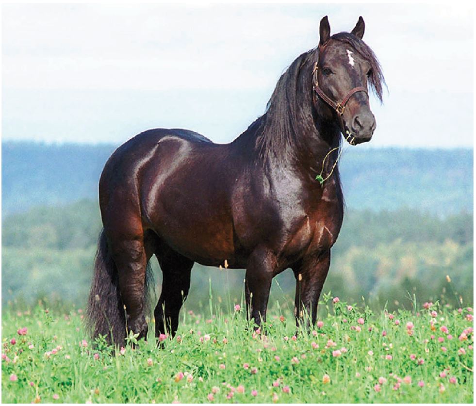 Logo: Bild på Järvsöfaks i sommarhage